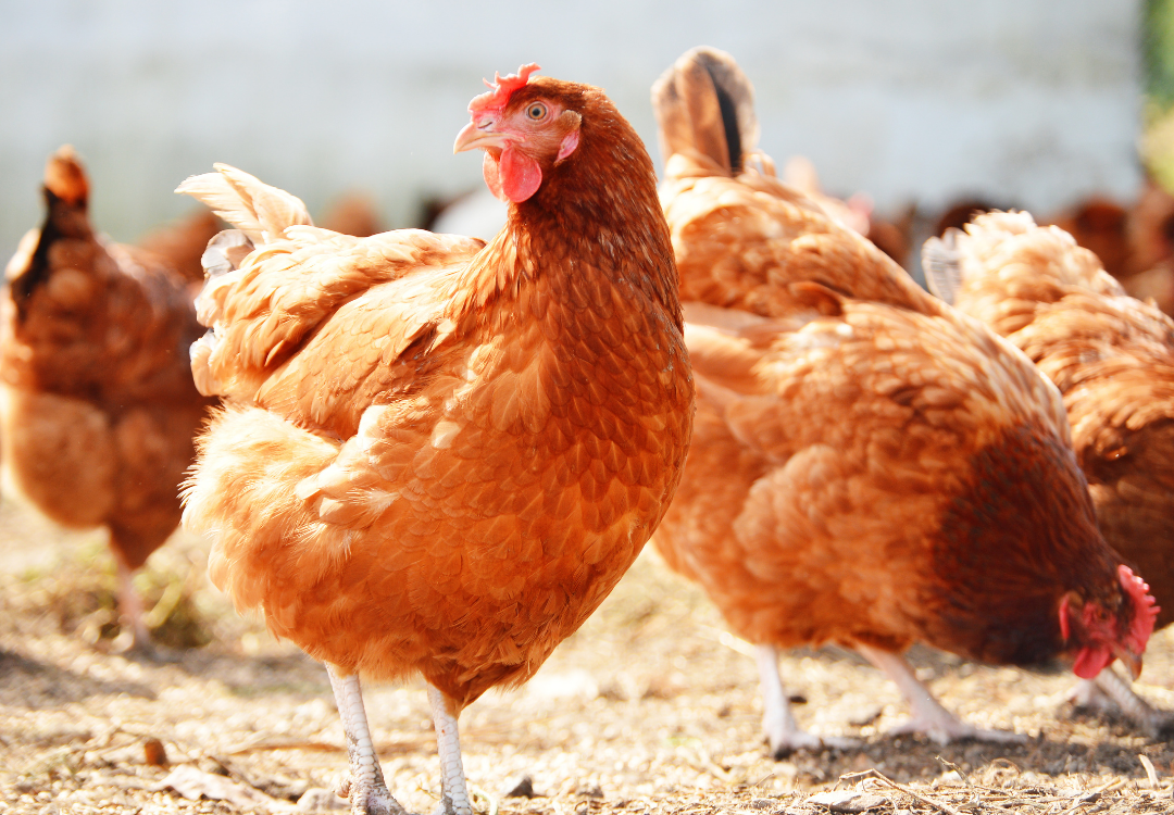 Essential Oils & Recipes for Poultry (Chickens, Turkeys, Ducks, etc.) Essential Oil Vet