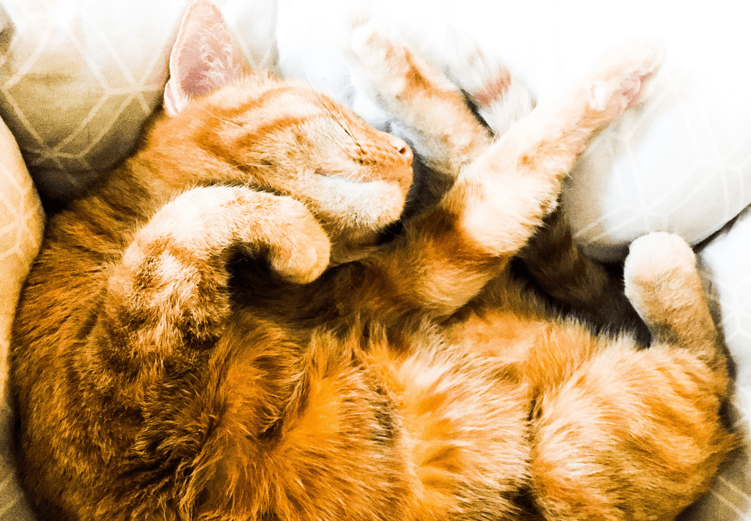 Remedy for a Cat with Constipation Essential Oil Vet