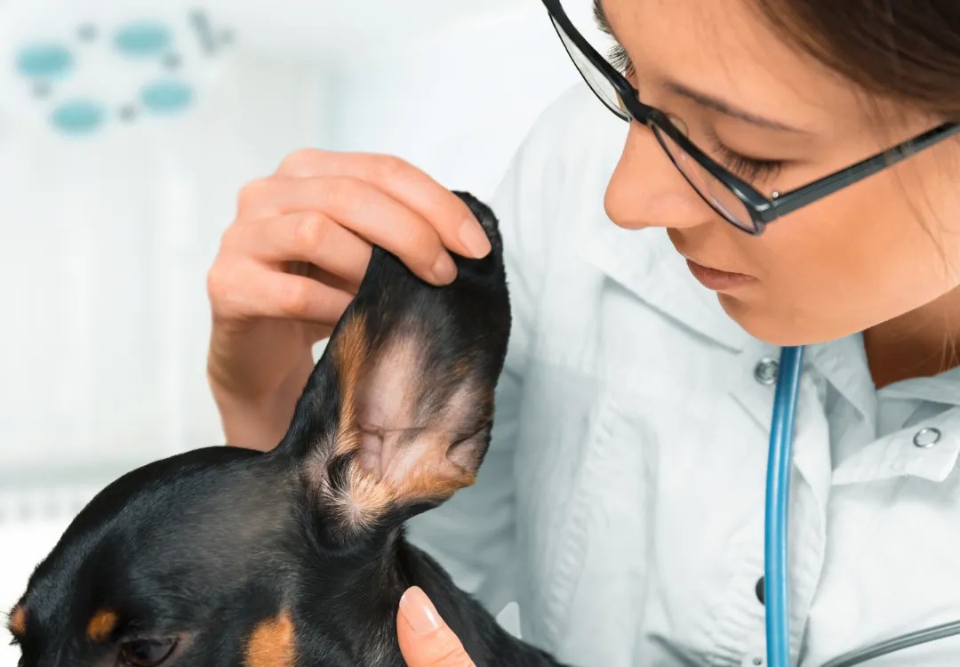 Oils for Cleaning Dog Ears Essential Oil Vet