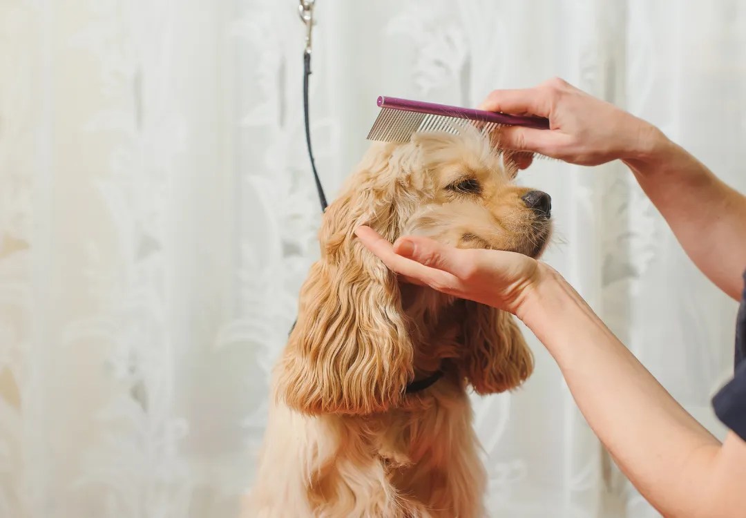Protocol for Groomer Bitten by Dog Essential Oil Vet