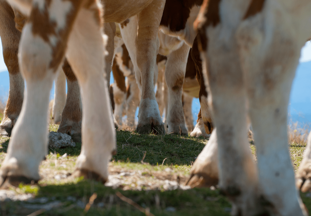 Pain in Cow from Split Hooves Essential Oil Vet