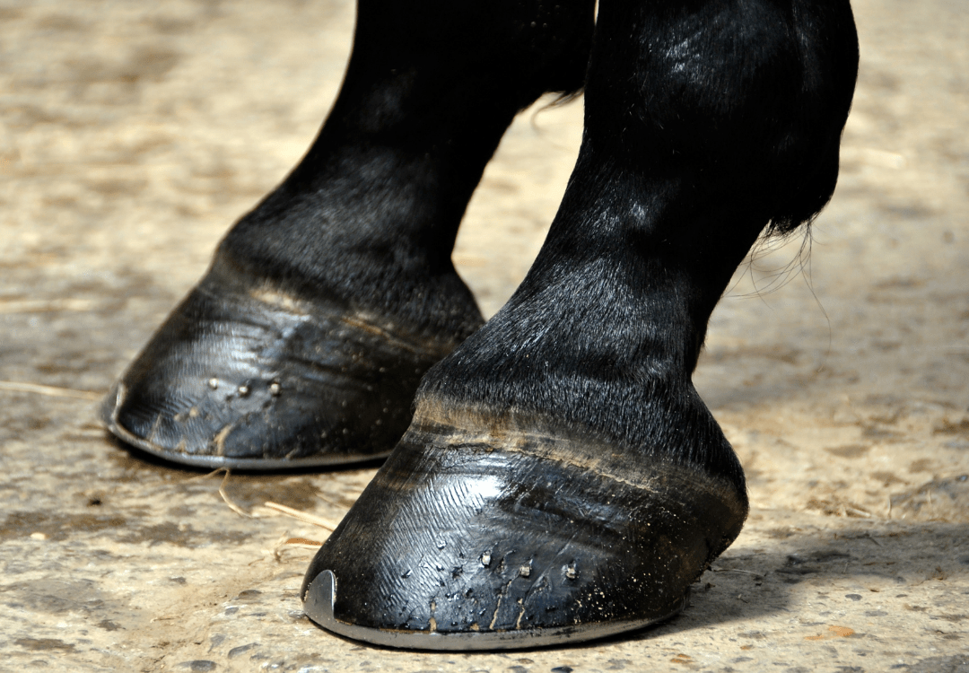 Recipe Horse Hoof Abscess and Bruises Essential Oil Vet