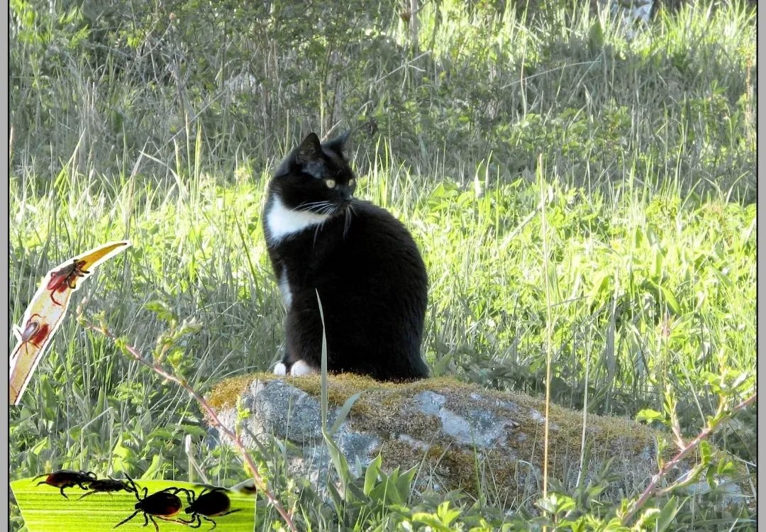 Bobcat Fever Essential Oil Vet