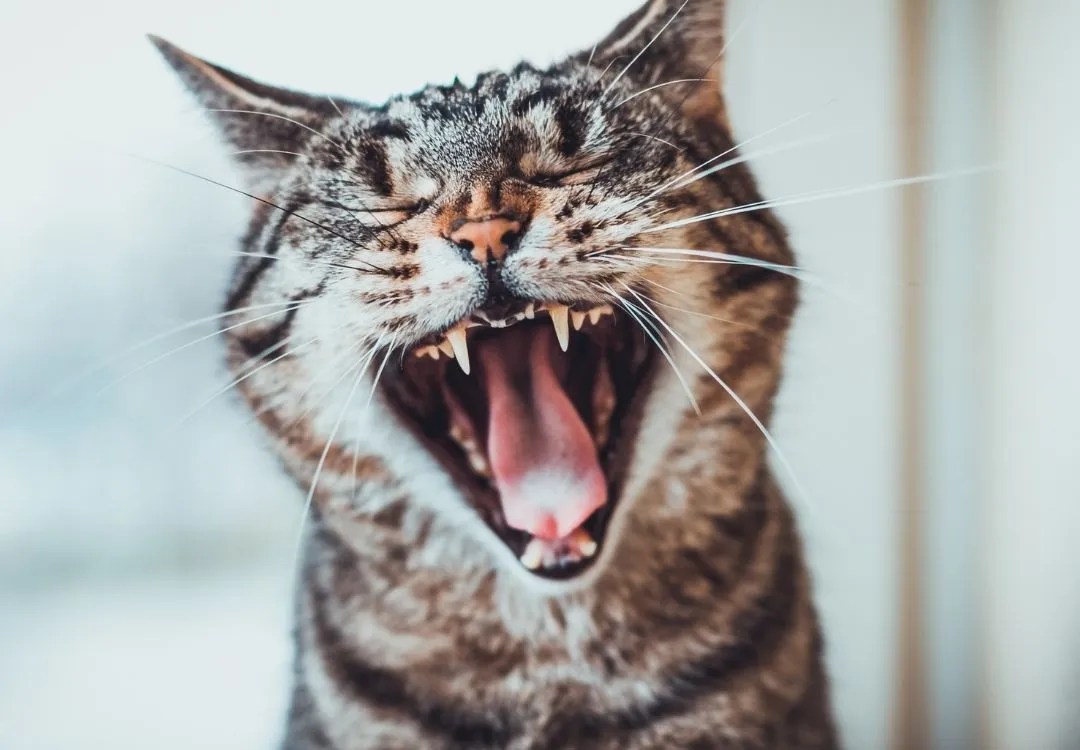 Tooth Resorption in Cats (FORL) Essential Oil Vet