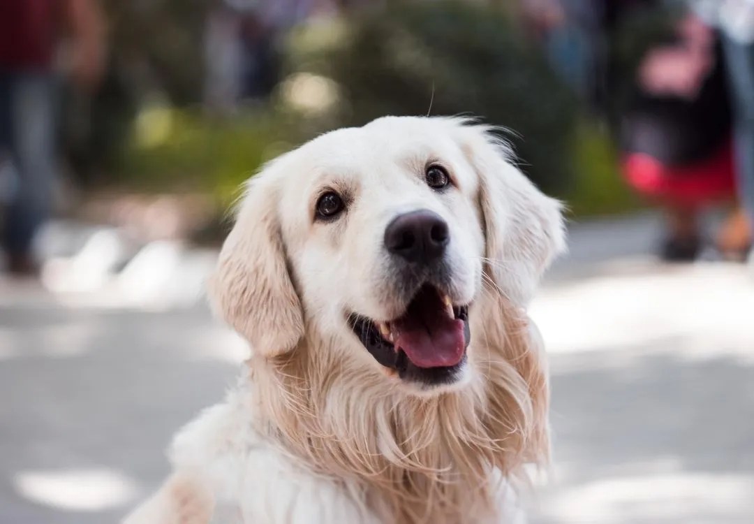 Grapeseed and Deep Blue Polyphenol Complex for Dogs Essential Oil Vet