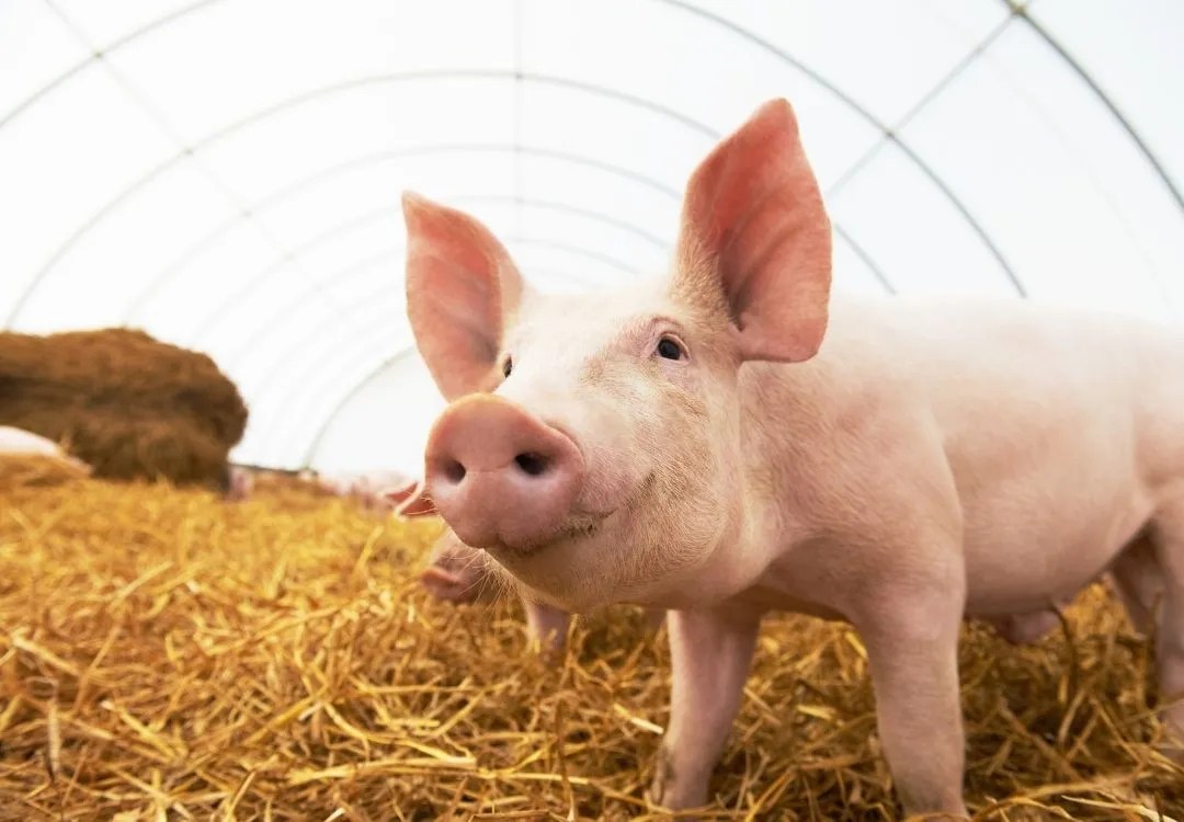 Using Essential Oils with Pigs Essential Oil Vet