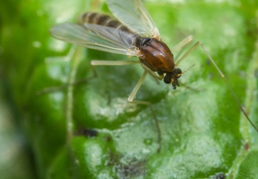 Oils for Sand Flies Essential Oil Vet