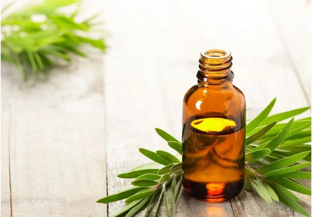 Is Melaleuca Safe for all Animals Essential Oil Vet