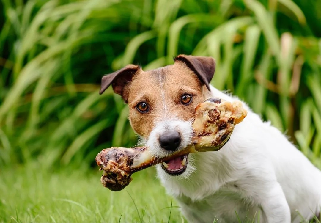 Are Dog Bones and Rawhides Safe? Essential Oil Vet