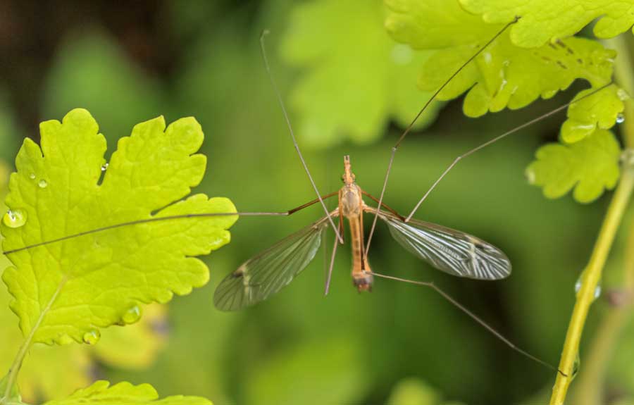 Do Crane Flies Eat Mosquitoes? Essential Pest Control