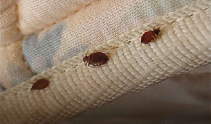 Arizona Laws for Bed Bugs Essential Pest Control