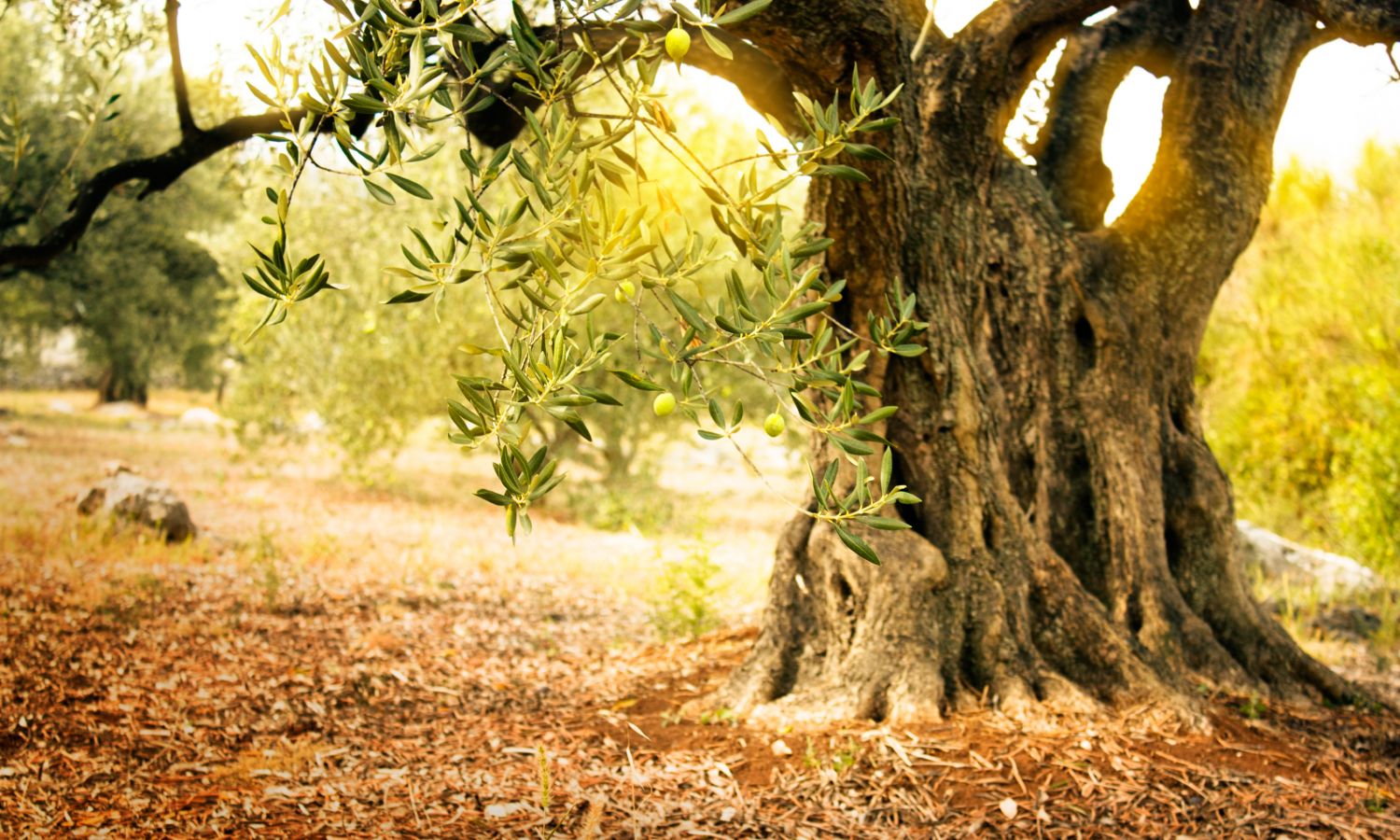 Bertolli Olive Oil Why Better Soil Gives Us Better Oil