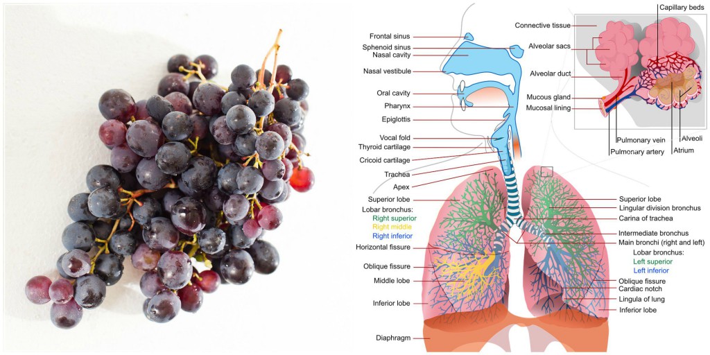 Foods That Resemble Body Parts They Benefit Guide to the Body's Galaxy Essentials of Self Care