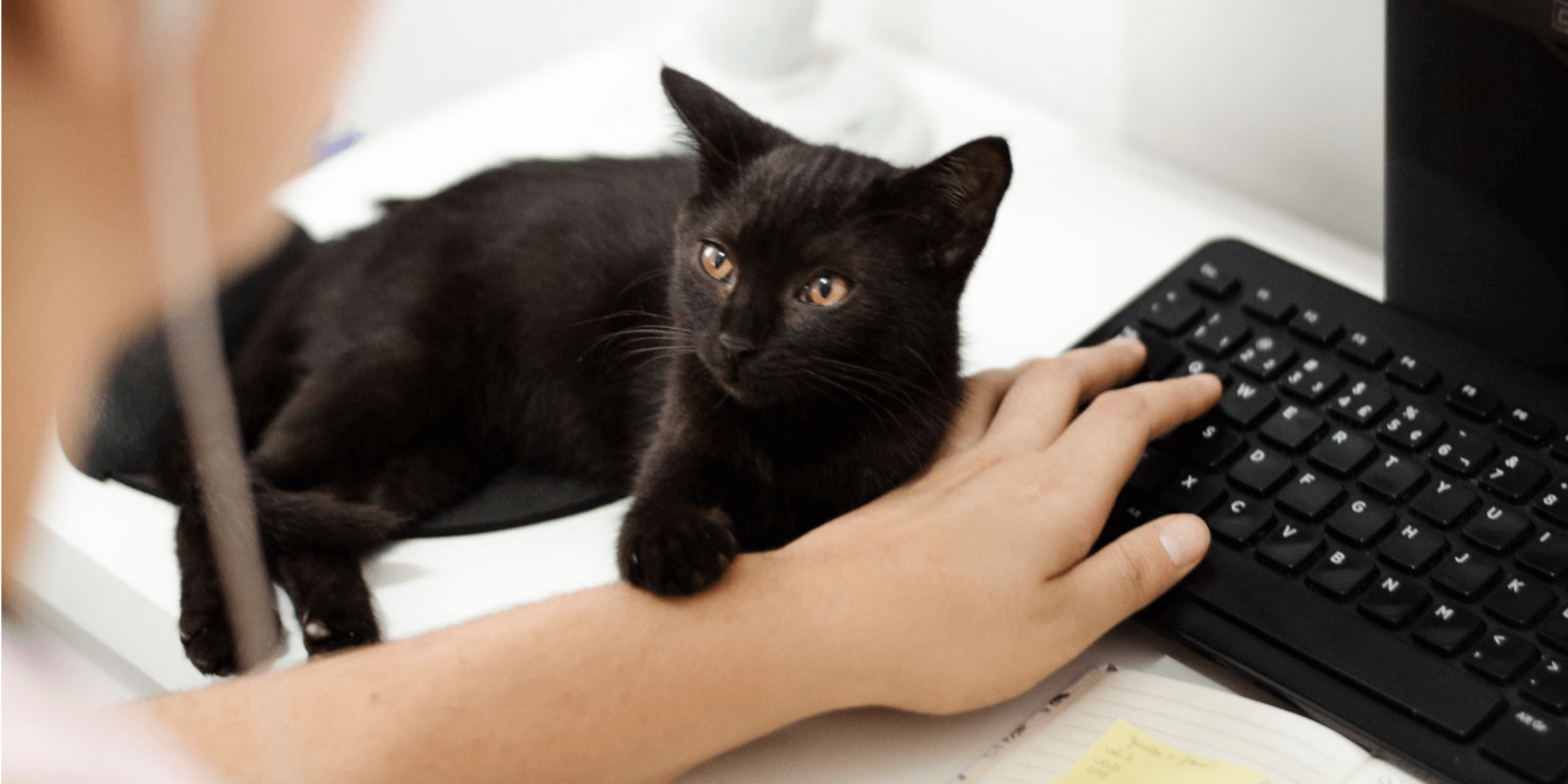 Essentials PetCare introduces virtual visits from the comfort and