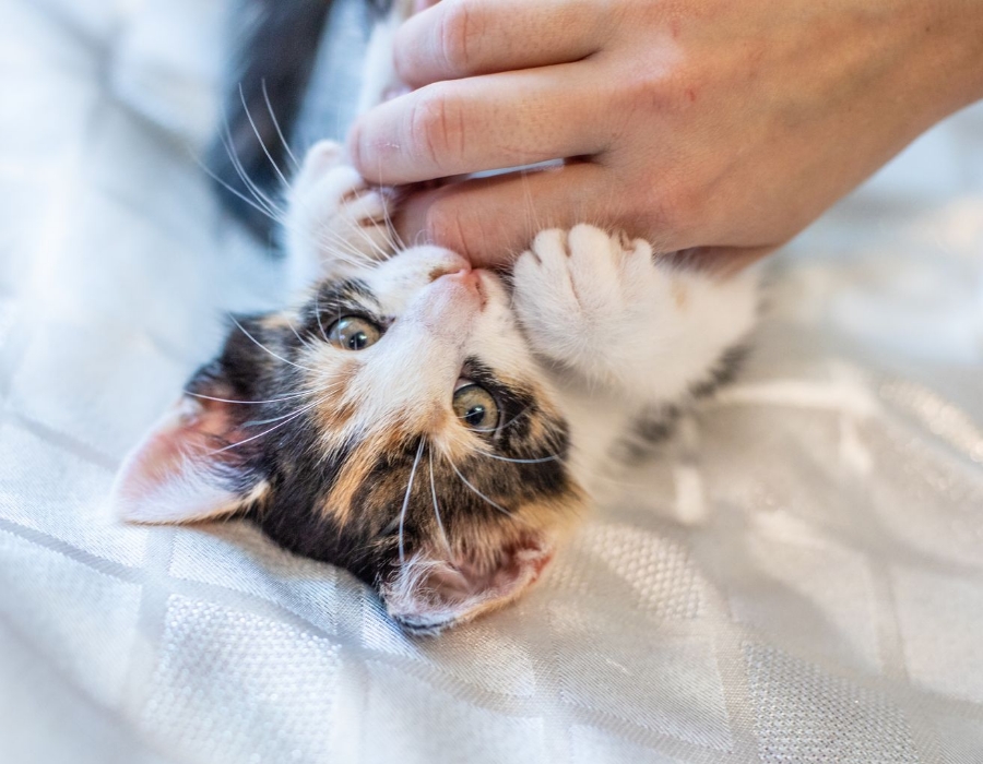 Affordable Veterinary Clinic Essentials PetCare Located in Walmart