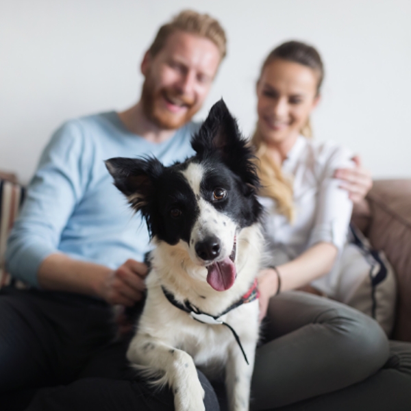 Affordable Veterinary Clinic Essentials PetCare