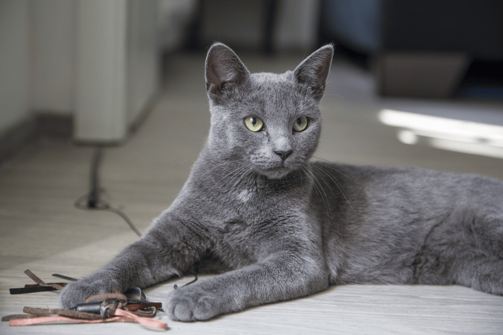 Heartworms in Cats and How to Prevent Them