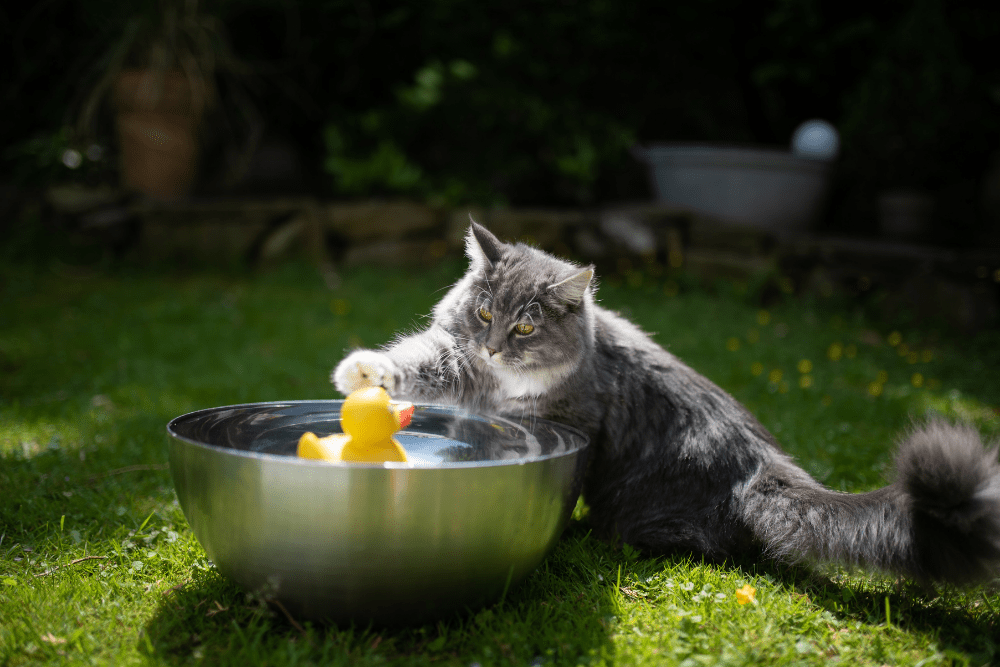 Summer’s Here! Try These Fun Water Games and Water Toys for Cats
