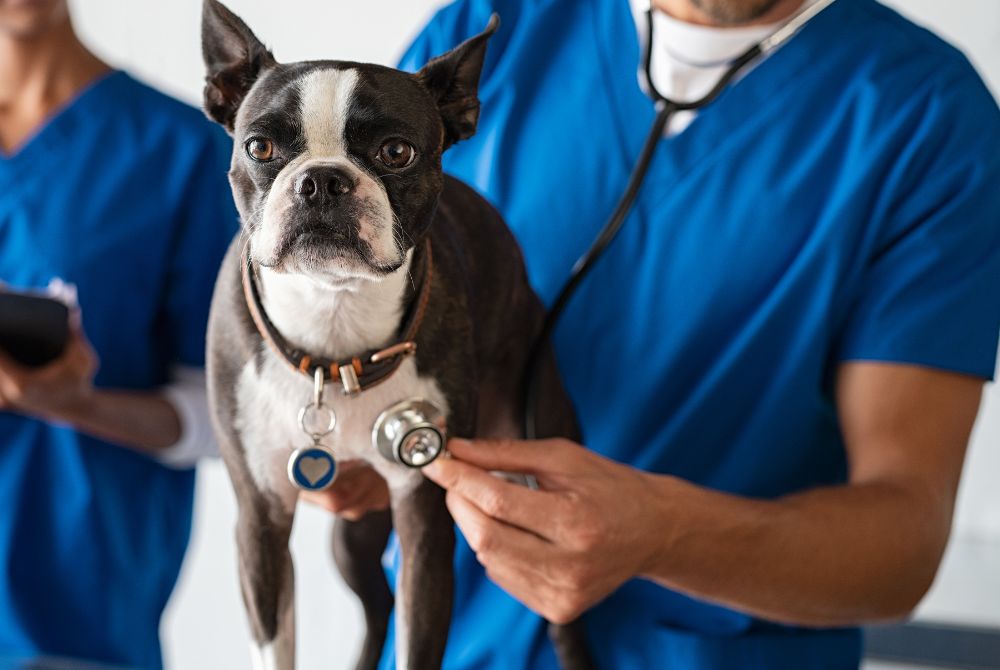 What Causes Excessive Thirst and Urination in Dogs?