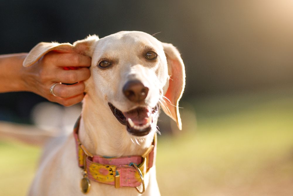 Does My Dog Have an Ear Infection? Signs to Look For