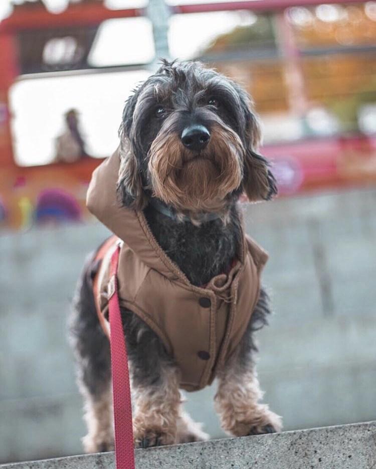 Celia de con perros y a lo loco nos cuenta sobre sus fotos. Mascotas