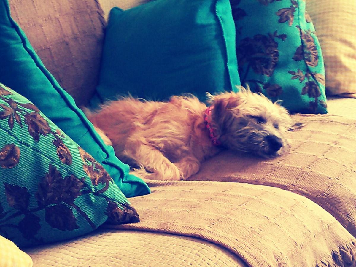 Sigue estos sencillos trucos para evitar que tu perro se suba al sofá