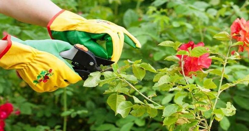 Cuándo y cómo podar las plantas Plantas