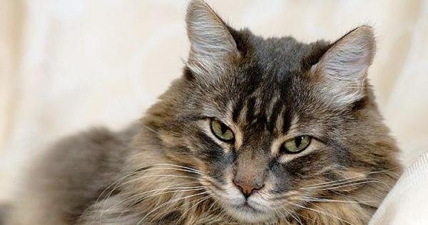 edad del gato