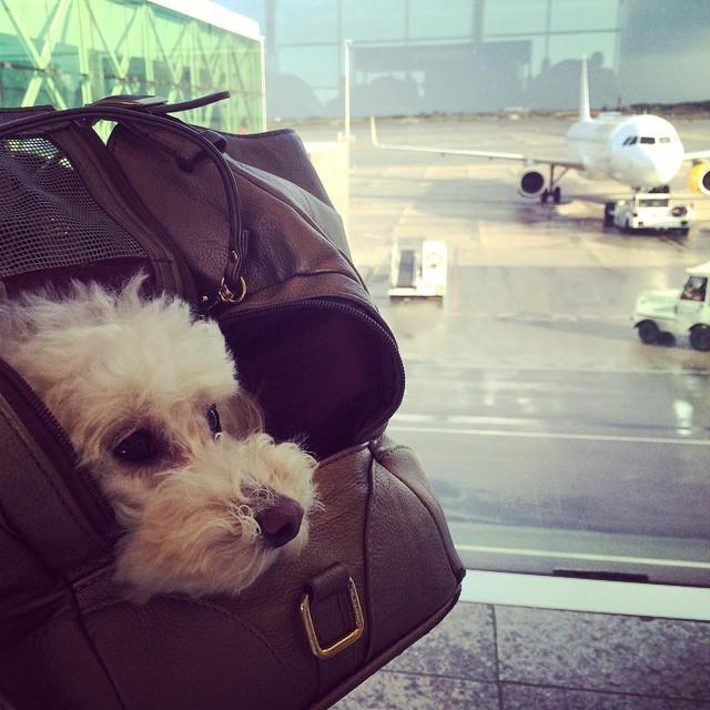 Viajar con perro en avión consejos, normativas y transportines Mascotas