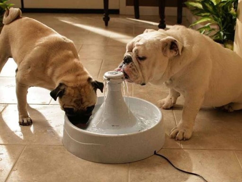 Trucos para engordar a mi perro Mascotas