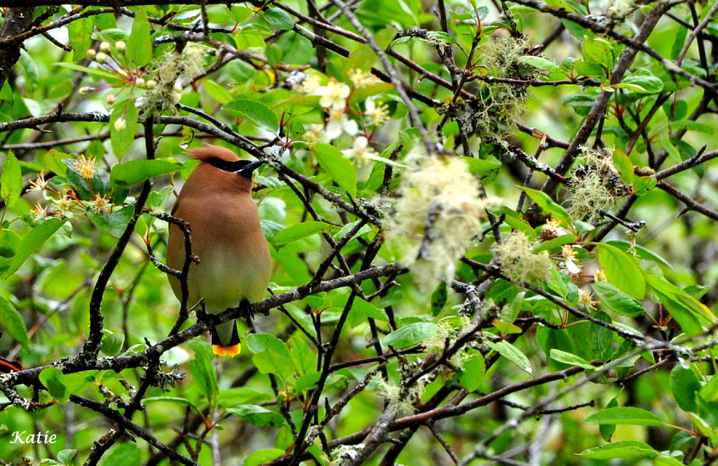 Los árboles envían señales de auxilio a las aves Plantas