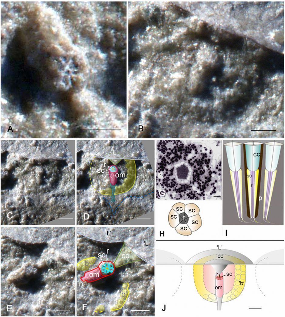 Scientists discover the world's oldest eye in a fossil