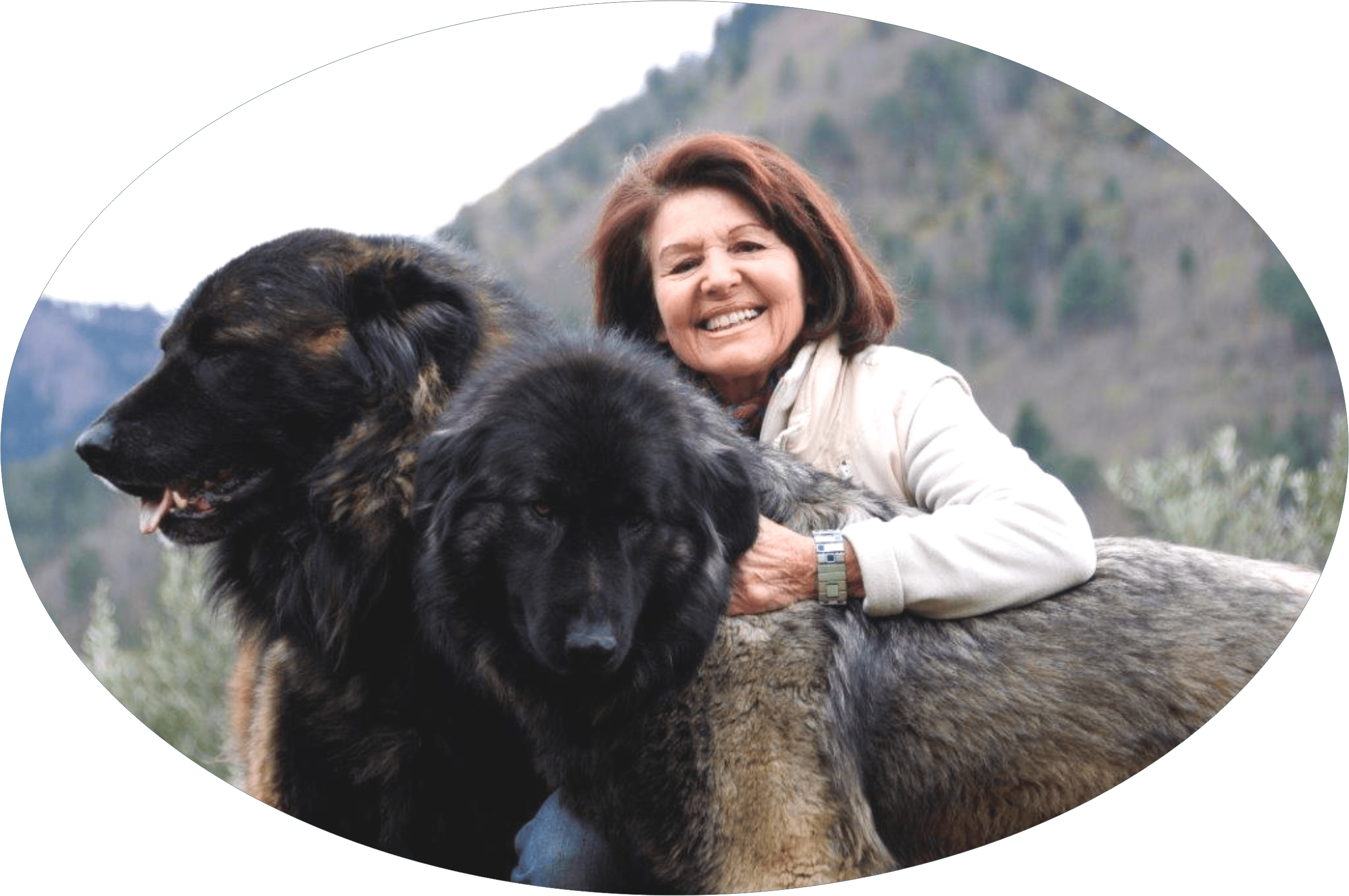 Chien Serra Da Estrela A Vendre Chien Nouvelles