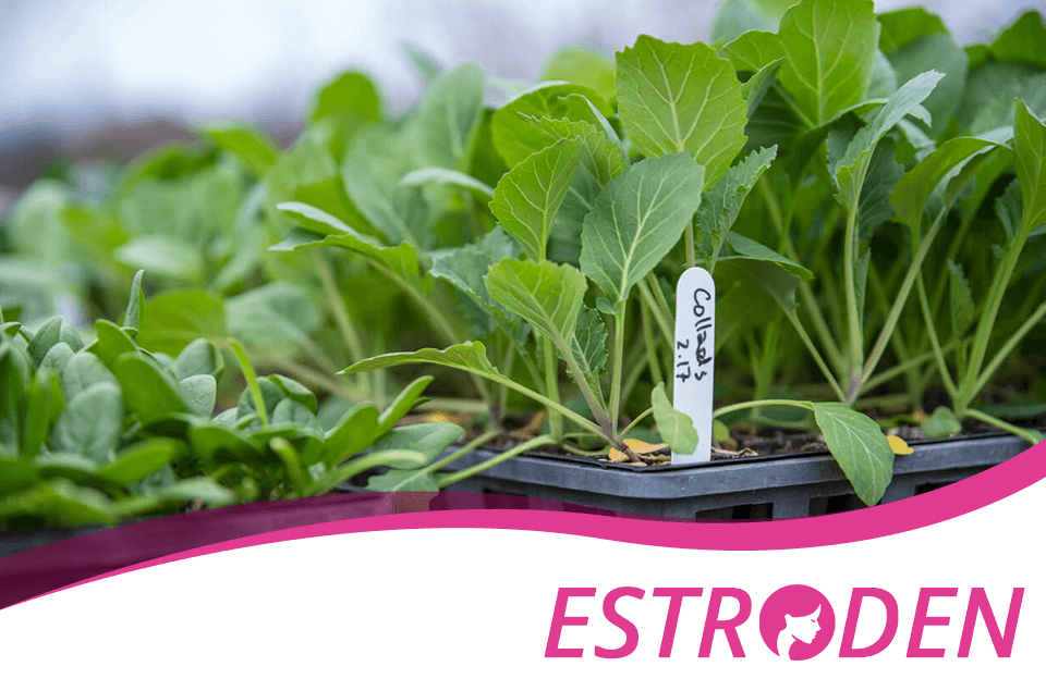 Health Benefits of Collard Greens Estroden