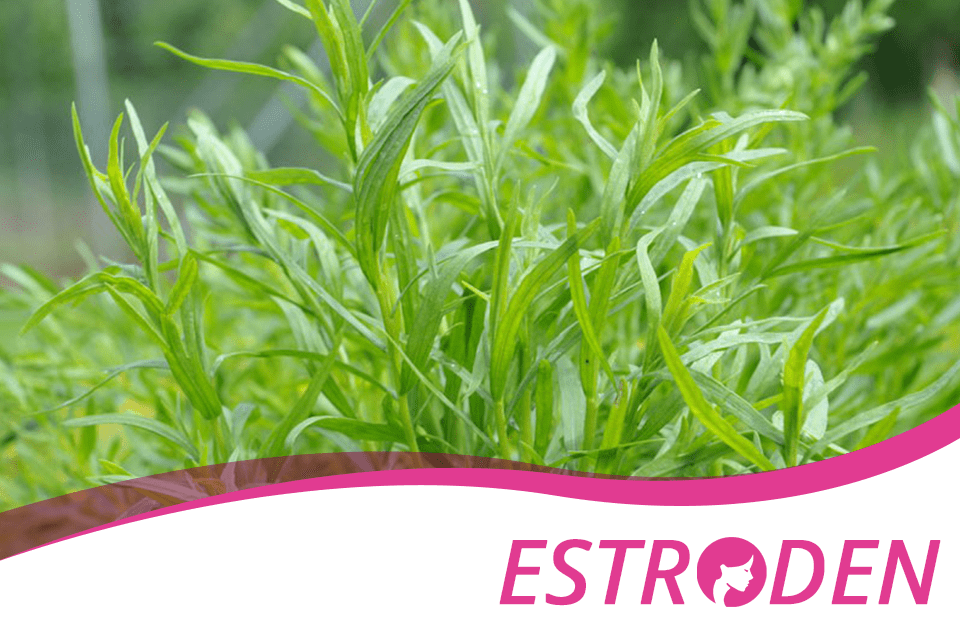 What are the health benefits of tarragon? Estroden