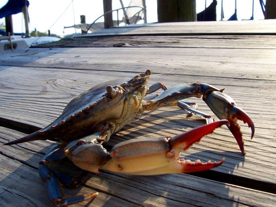Blue Crabs and Blue Waters A Reason to Protect our Estuaries Restore