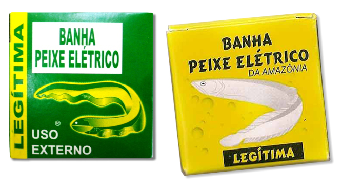 Banha Peixe Elétrico da Amazônia Estúdio Âmago