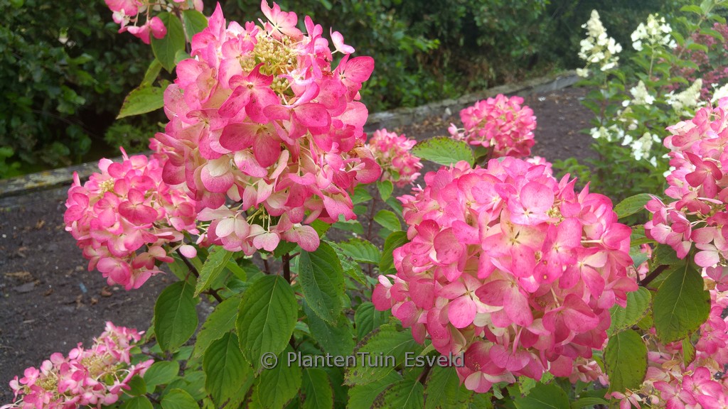 Hydrangea paniculata ‘Rendia’ (DIAMOND ROUGE) Plantentuin Esveld