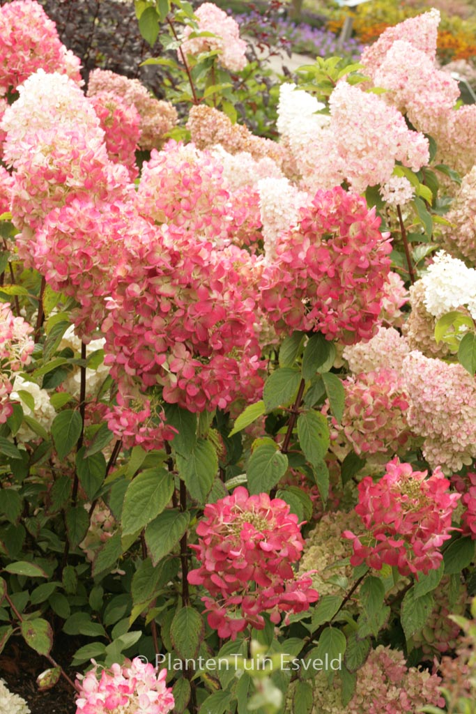 Hydrangea paniculata ‘Rendia’ (DIAMOND ROUGE) Esveld Shop