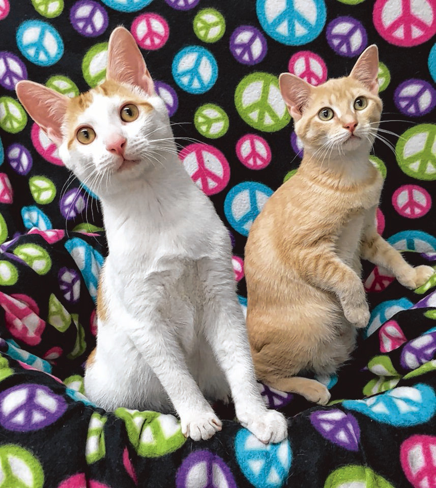 Mr. Sandman, Saffron are playful, sweetnatured The Sumter Item