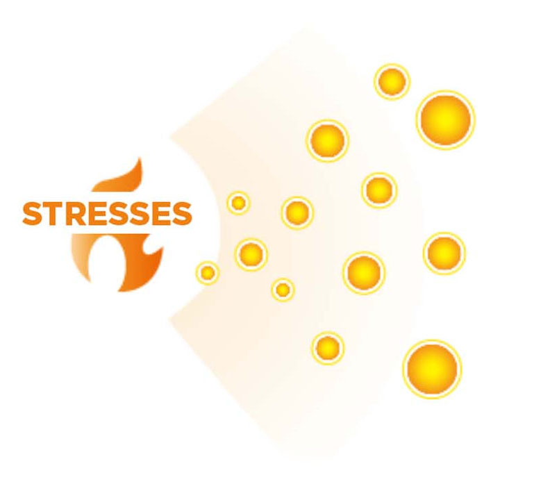 ETAS® Asparagus Extract Powder Health Benefits Heat Shock Protein