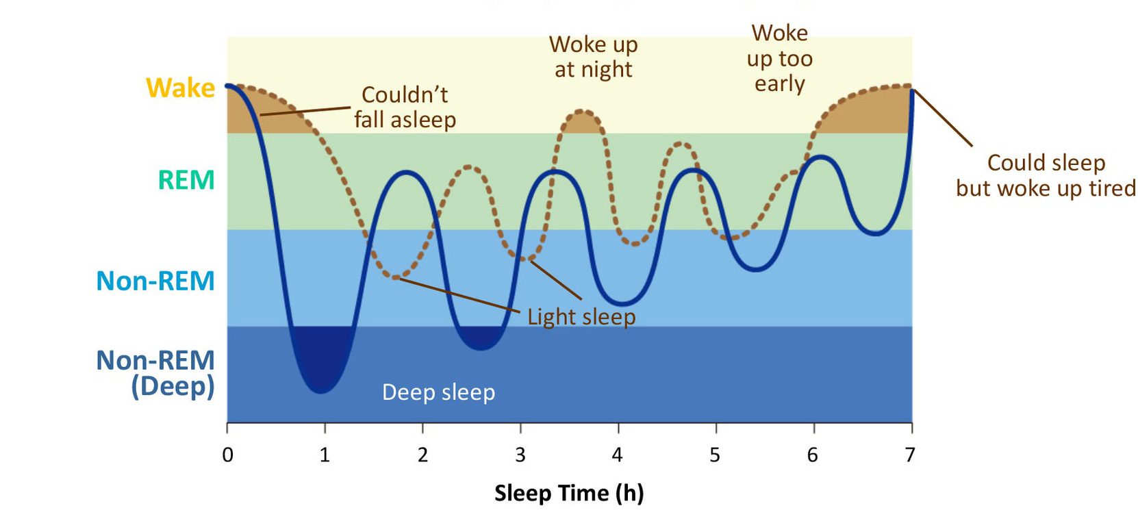 ETAS® Asparagus Extract Powder Health Benefits Heat Shock Protein
