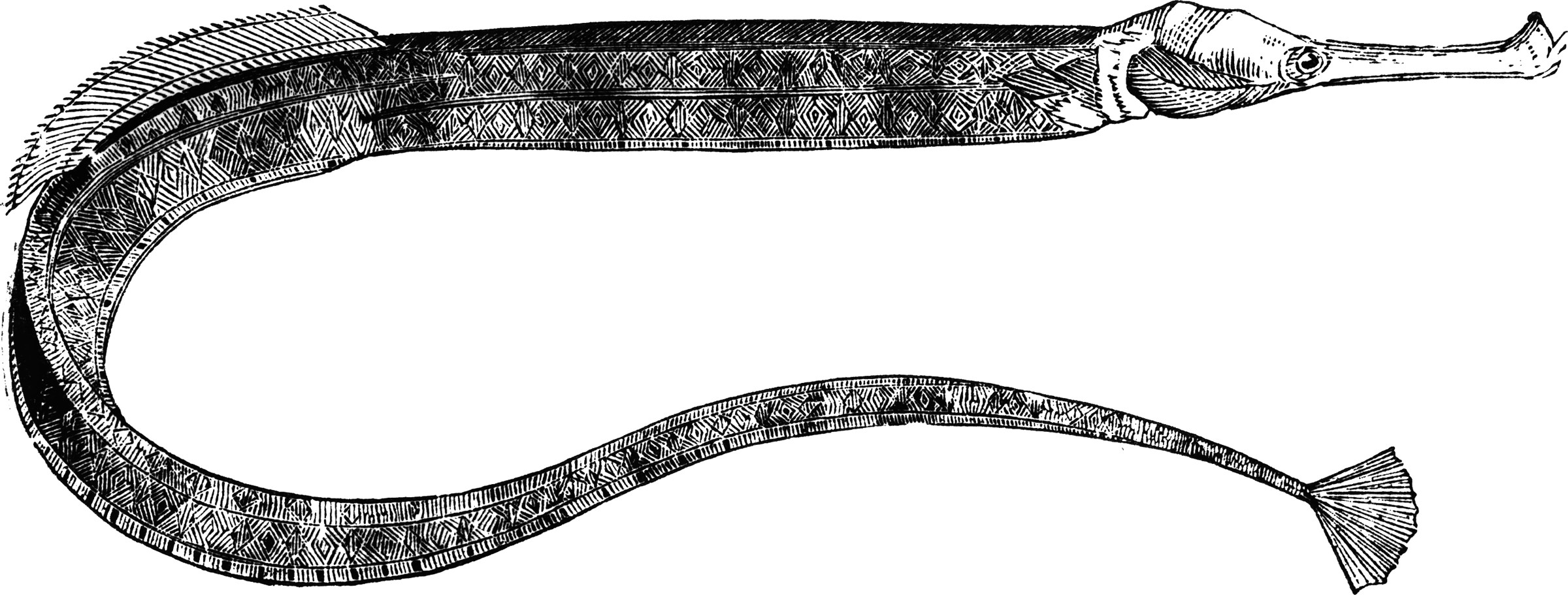 Pipefish ClipArt ETC