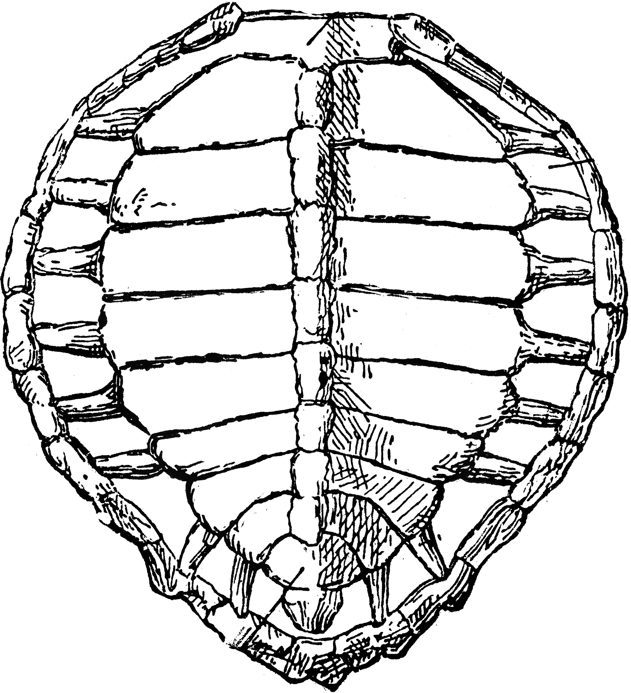 Turtle Shell ClipArt ETC