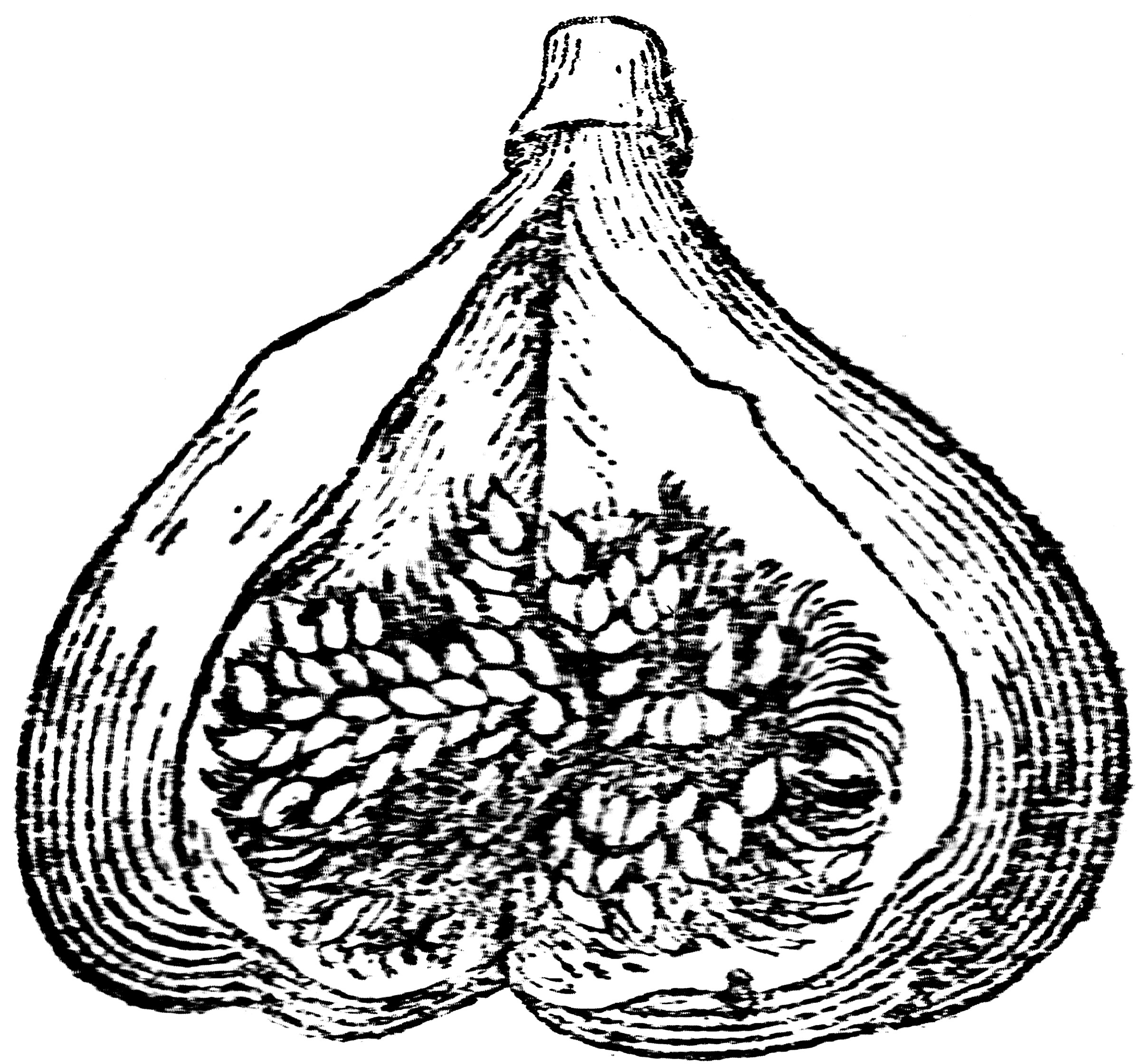 Fig ClipArt ETC