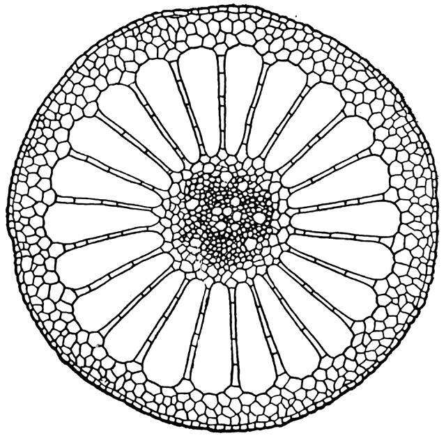 Crosssection Stem ClipArt ETC