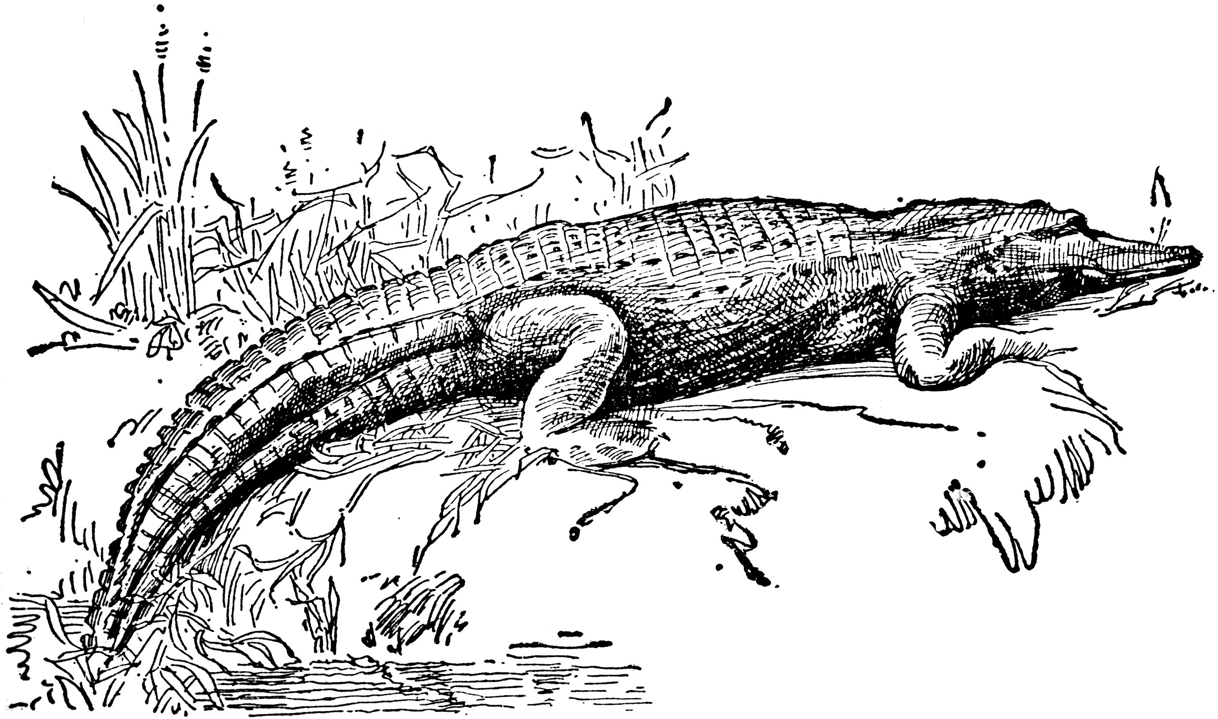 Alligator ClipArt ETC