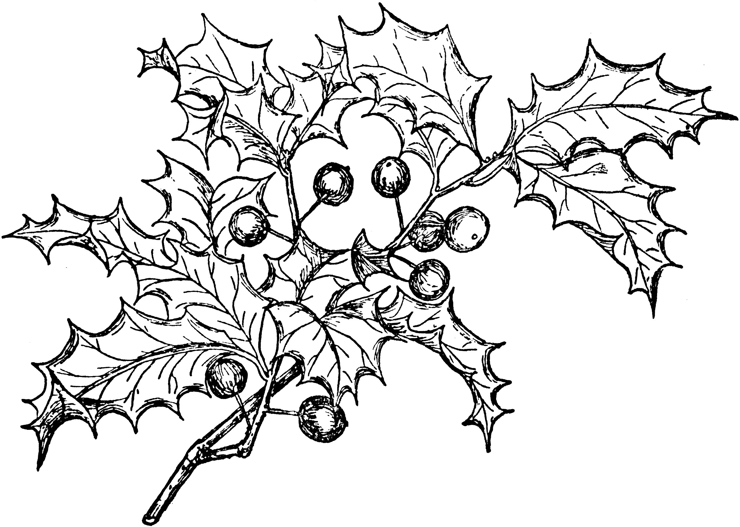 Holly ClipArt ETC