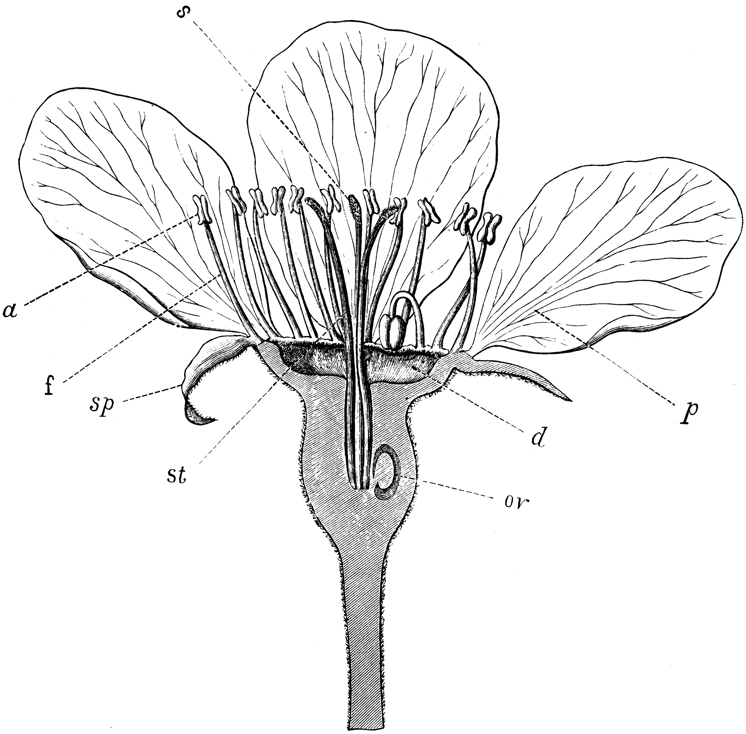 Bartlett Pear Flower ClipArt ETC