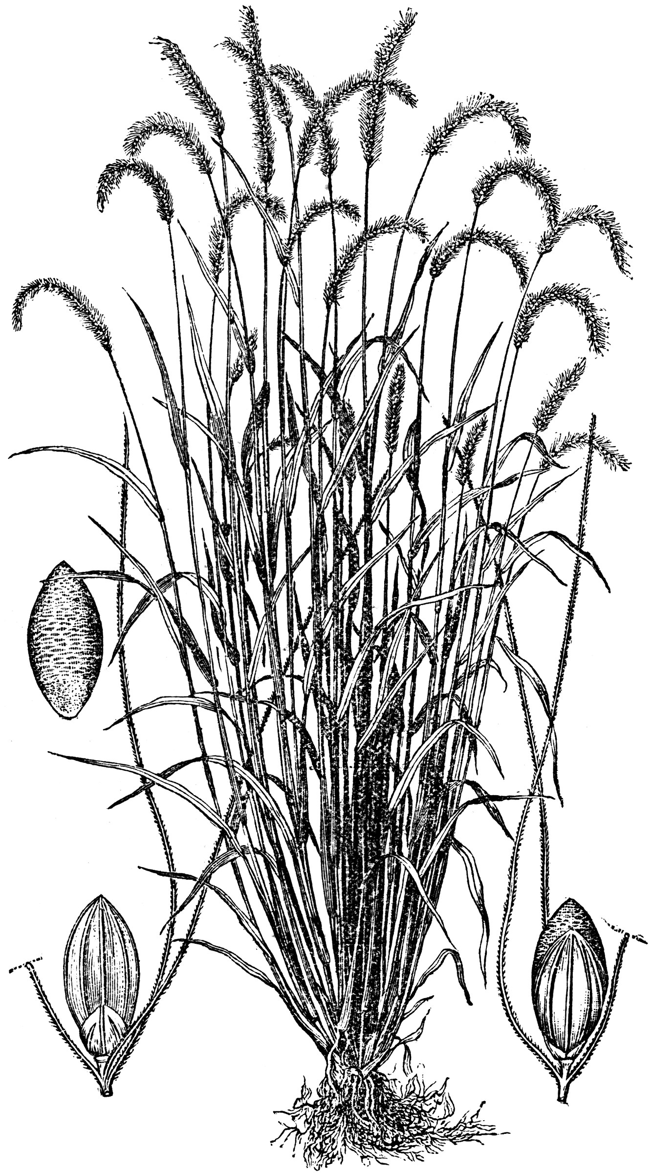 Korean Foxtail Millet ClipArt ETC